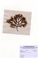 藏品(厚緣藻)的圖片